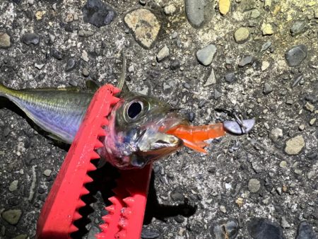 鯵を探して三千里 Vol.80