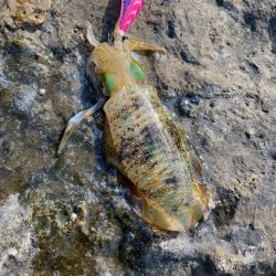 秋のランガンエギング