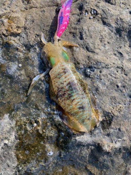 秋のランガンエギング