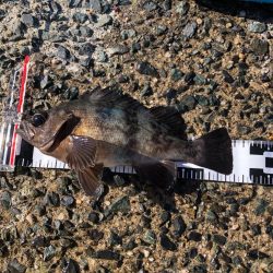 ショアからこの大きさは久々！