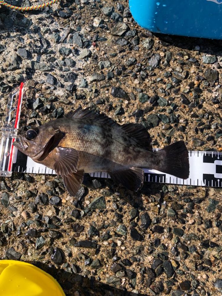 ショアからこの大きさは久々！