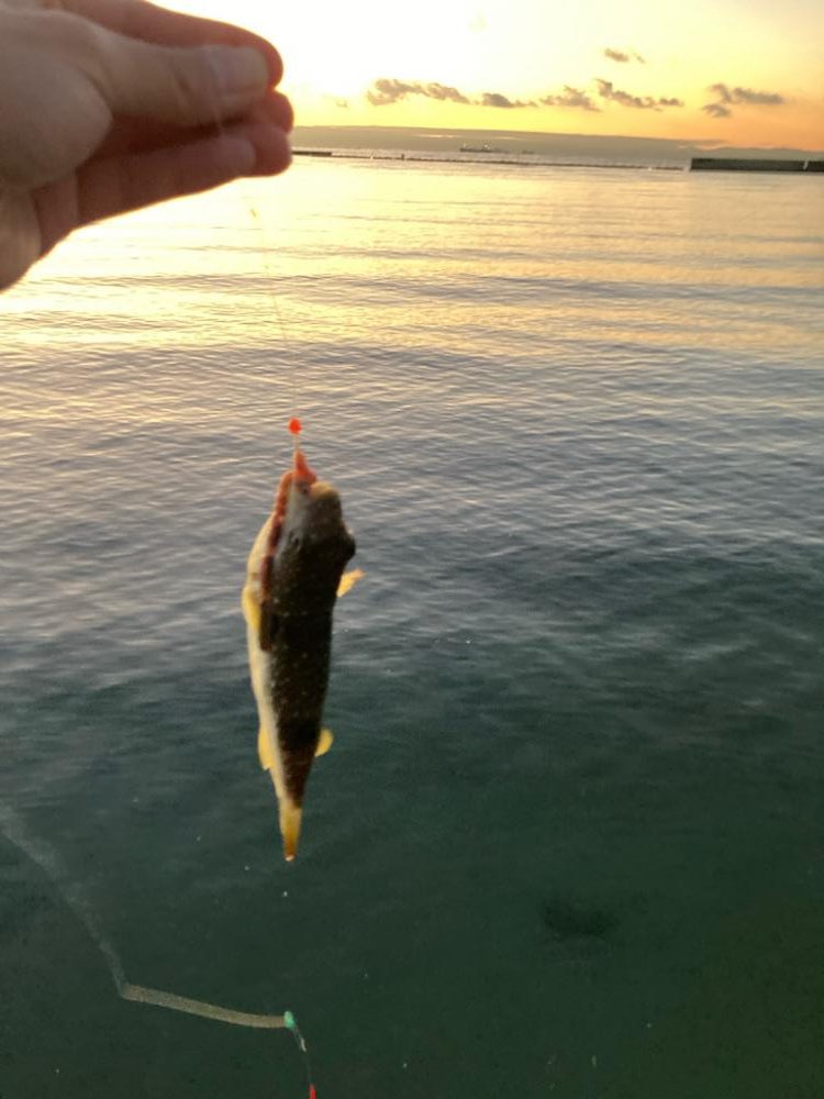 カレイ狙いでチヌ