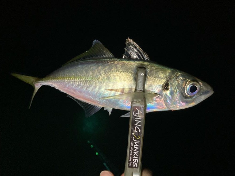 中アジたくさん❣️