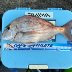 カレイ釣り、太刀魚釣り