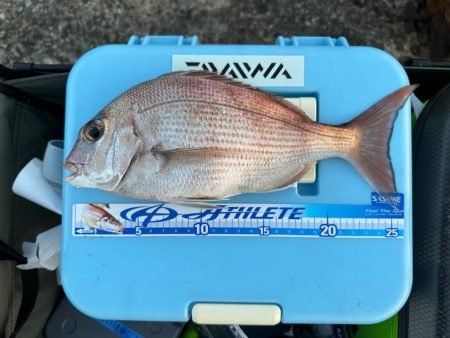 カレイ釣り、太刀魚釣り