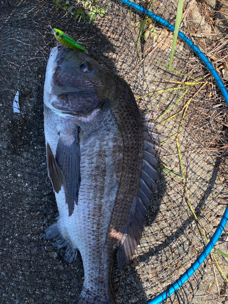 淀川の年無しチヌ