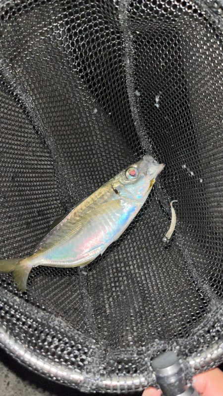 淡路でアジング