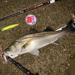 【リバーシーバス】