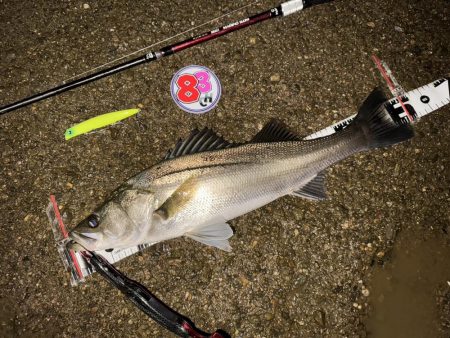 【リバーシーバス】