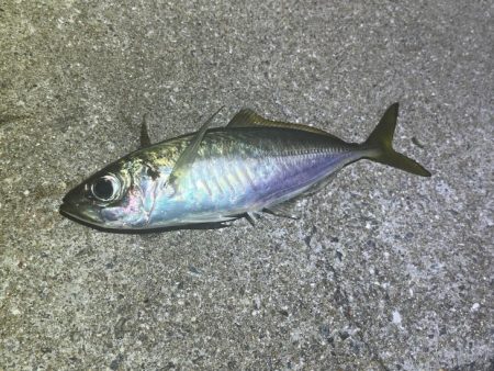 姫路離島でアジング・エギング・ショアジギングで撃沈！！