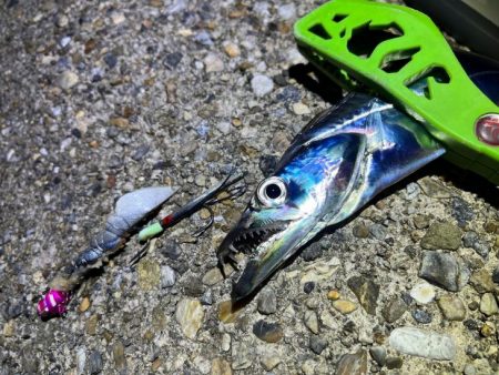 二見タチウオ｜激渋ながら粘りで何とか！