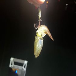 姫路でヒイカ釣り｜またまた激渋で撃沈！