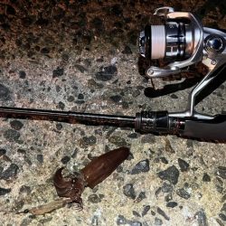 ヒイカ爆釣！の情報で行ってみたが渋い日に当たったみたい・・・