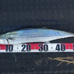 霧混じる陸からの冷たい追い風の晩秋