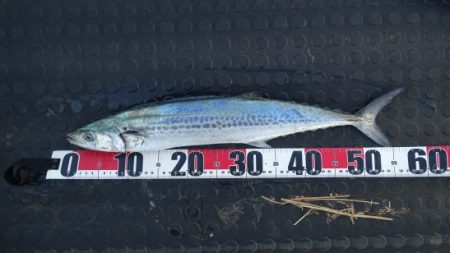 霧混じる陸からの冷たい追い風の晩秋