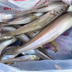 今日もキス釣り!上げ7分で良型ヒット