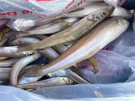 今日もキス釣り!上げ7分で良型ヒット