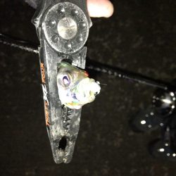 爆風のもとでの短時間釣行