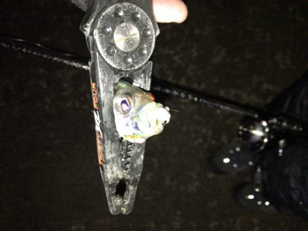 爆風のもとでの短時間釣行