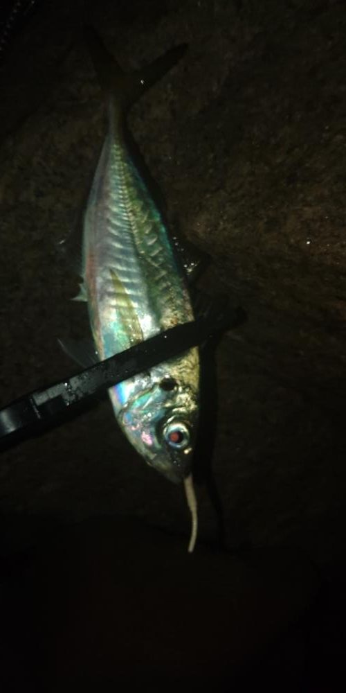 フロートゲーム~