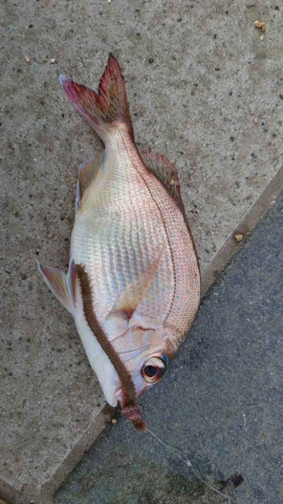 和歌山でのカワハギ釣り