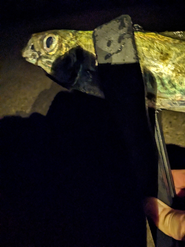 久しぶりのアジ