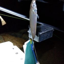 苅屋海岸のキス釣り