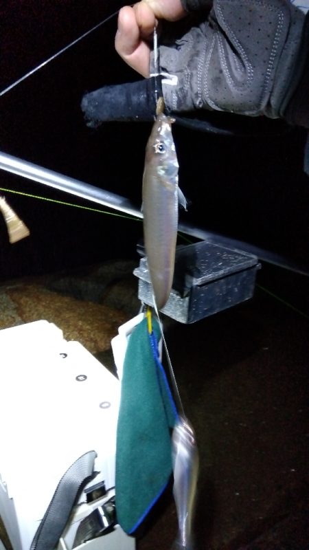 苅屋海岸のキス釣り