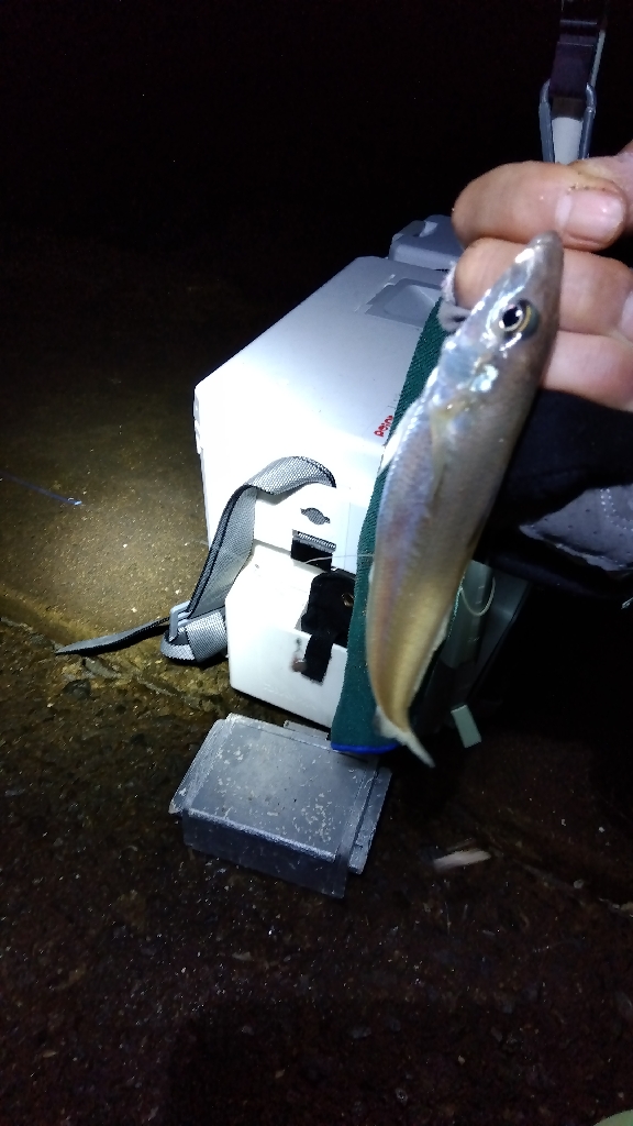 苅屋海岸のキス釣りる