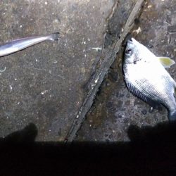 苅屋海岸のキス釣り