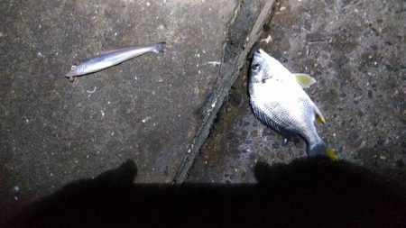 苅屋海岸のキス釣り