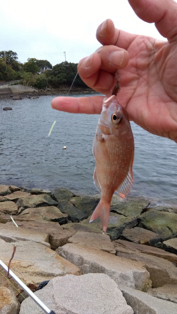 室津のキス釣り