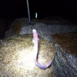 苅屋海岸の投げ釣り