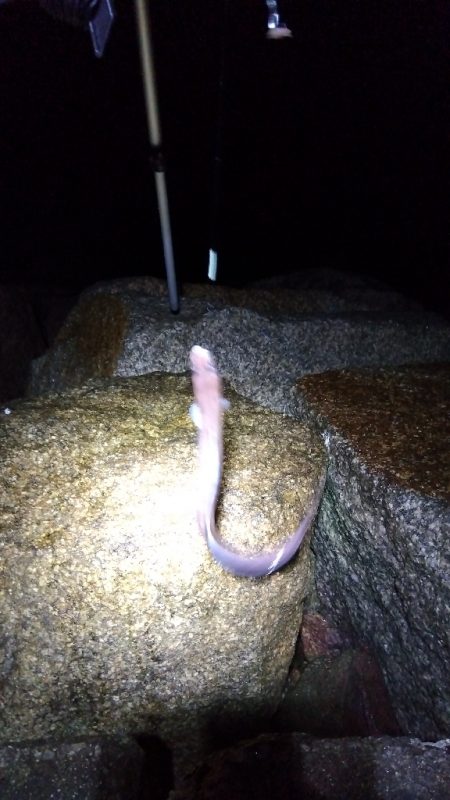 苅屋海岸の投げ釣り