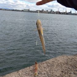 高砂港のチョイ投げ