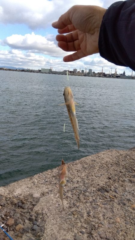 高砂港のチョイ投げ