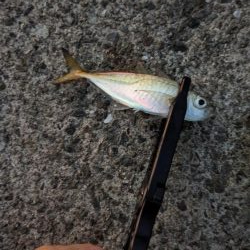 エギングとアジング