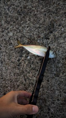 エギングとアジング