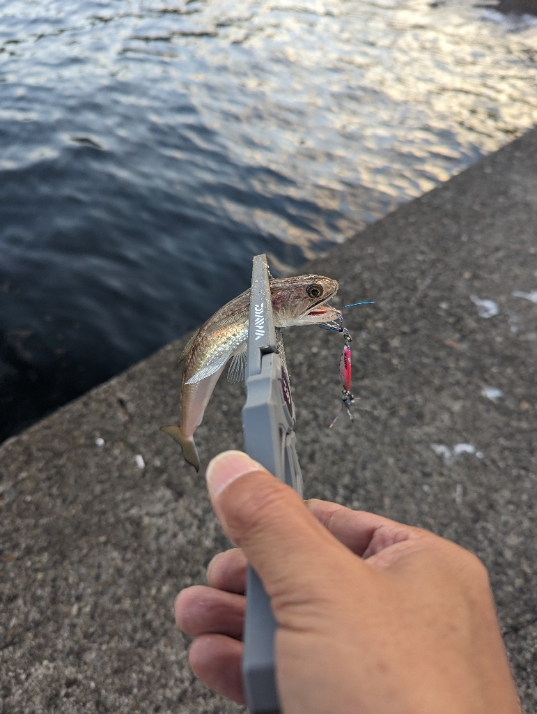 陸っぱり釣行記