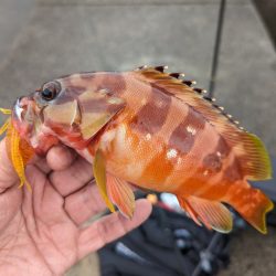 陸っぱり釣行記