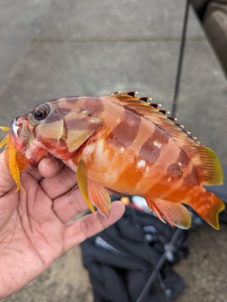 陸っぱり釣行記