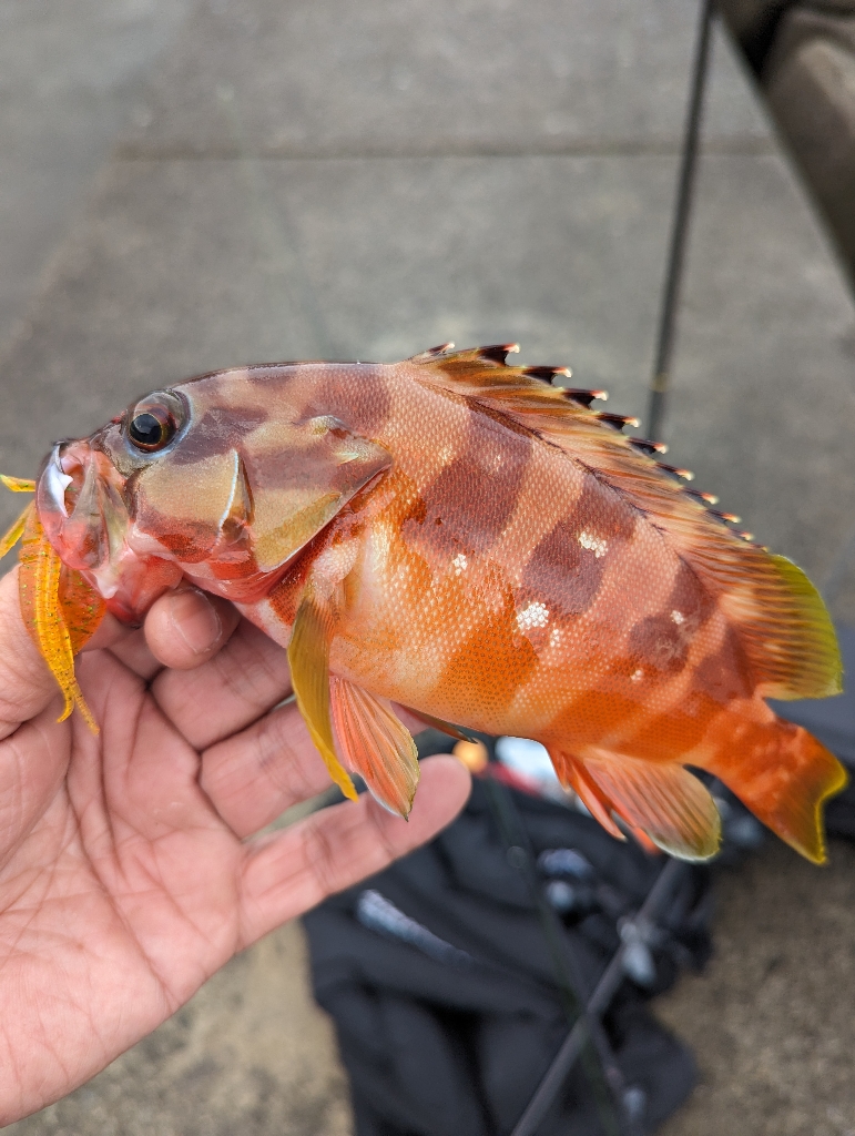 陸っぱり釣行記