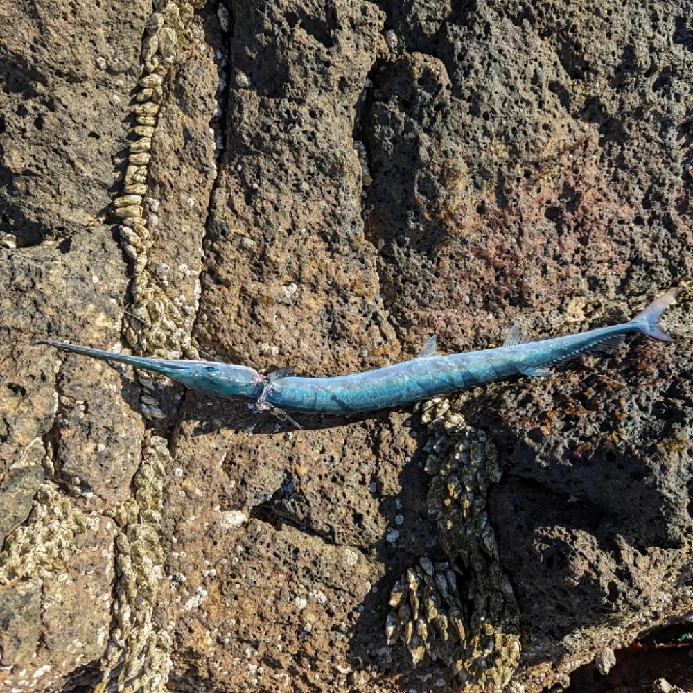 陸っぱり釣行記