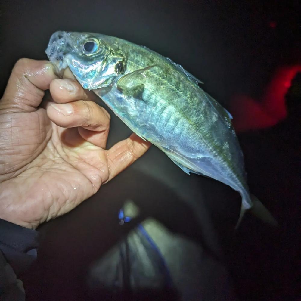 陸っぱり釣行記