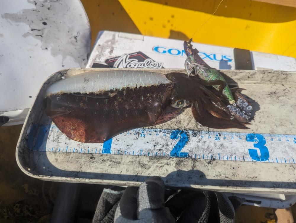 キロタリナーズ