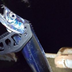 青物はどこへ？