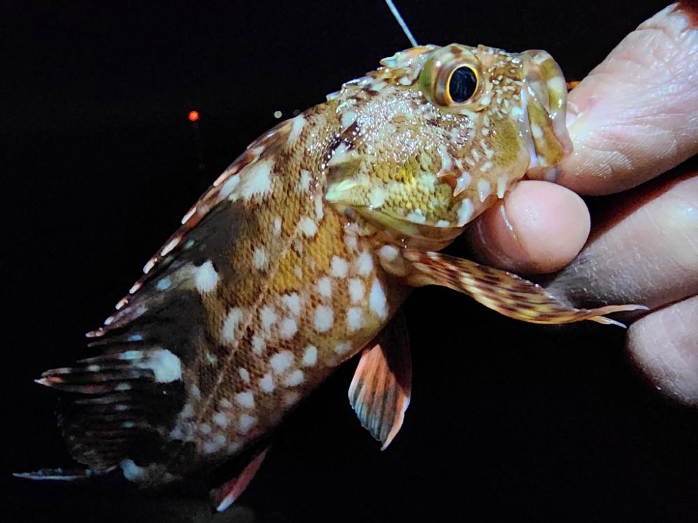 仕事終わりに🎣