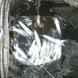 めっきり冷えてヒイカの季節ですね