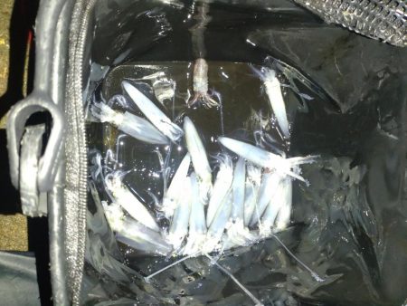 めっきり冷えてヒイカの季節ですね