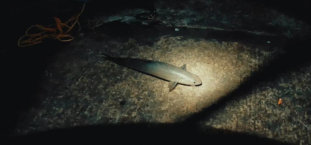 飲ませ4戦目🎣